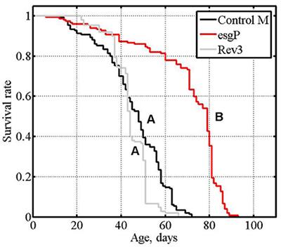 Reduced Neuronal Transcription of Escargot, the Drosophila Gene Encoding a Snail-Type Transcription Factor, Promotes Longevity